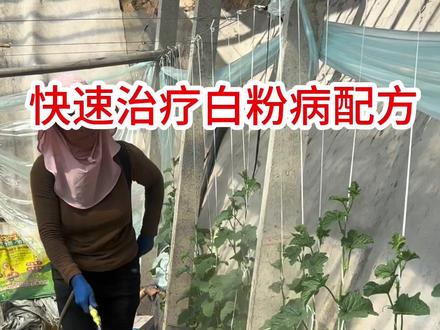 白粉病治疗方案#农业种植 #蔬菜种植 #三农 #甜瓜 #白粉病