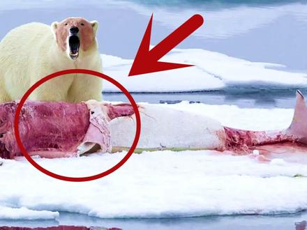 北极熊活吃4米长白鲸!一口将其脑袋咬住,实在是太狂暴了 #动物 #动物世界 #野生动物 #北极熊