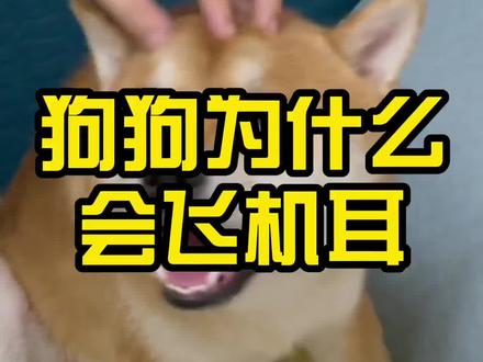 狗狗为什么会飞机耳#萌宠 #狗狗 #宠物 #养宠知识 #家有傻狗