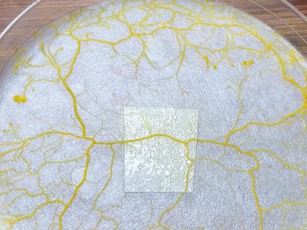 启动黏菌复活计划,让它们从子实体中苏醒 #玩个很新的东西 #黏菌