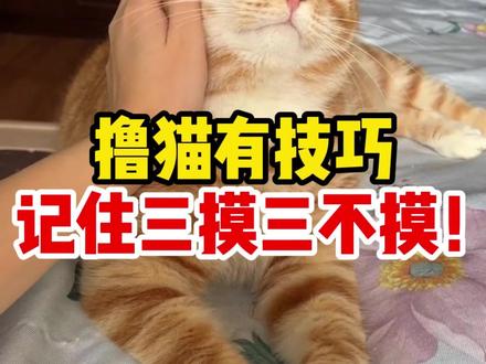 撸猫有技巧,记住三摸三不摸!#新手养猫 #撸猫 #养猫经验 #猫咪 #撸猫日常