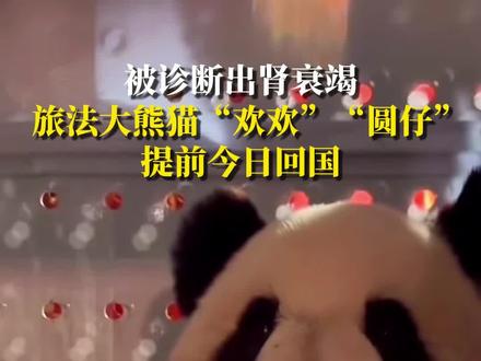 据CCTV国际时讯报道,旅法中国大熊猫“欢欢”“圆仔”于11月25日启程返回中国,结束它们十多年的旅法生活。据了解“欢欢”和“圆仔”原计划在法国生活至2027年1月,但由于“欢欢”被诊断出肾衰竭,因此提前回国。#旅法大熊猫欢欢和圆仔今日回国 #两旅法大熊猫今日回国
