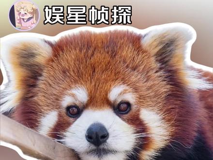 要是人类有尾巴,就可以随时随地睡大觉了#小动物 #尾巴 #可爱