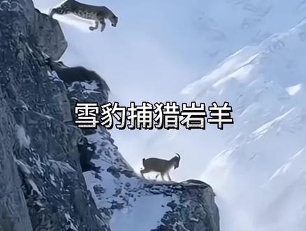 雪豹捕猎岩羊 #看动物世界品百味人生
