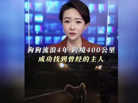 狗狗流浪4年跨境400公里成功找到曾经的主人!