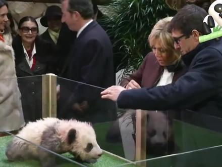 大熊猫圆梦和法国第一夫人的趣事# 动物世界 # 野...