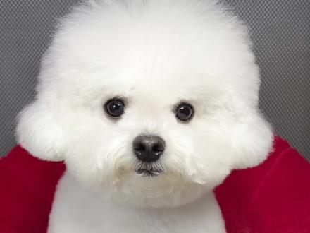 🍥福福今天吃鲍鱼玉子烧➕生菜➕鹌鹑蛋 #比熊 #宠物鲜食 #万物可爱计划 #我和我的狗