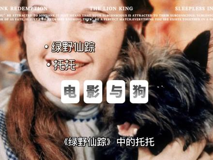 #养宠进阶指南 #宠物知识 #萌宠百科 电影绿野仙踪里的小狗托托
