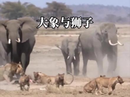 大象报复狮群攻击雄狮#野生动物零距离 #内容启发搜索