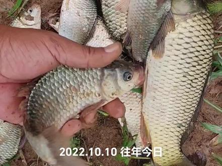 如何找到出鱼的位置并连竿不停,秋冬传统打窝基础技巧,新手必看 #传统钓 #打窝技巧 #钓鱼技巧 #酒米打窝 #户外钓鱼