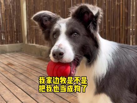 养个边牧我真学会不少新技能呢……#边牧 #傻狗的日常 #萌宠出道计划 #狗狗 #铲屎官的乐趣