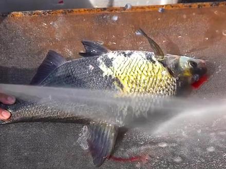 <第3/3集>武昌鱼的秘密,加工过程大开眼界