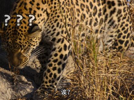 今日份受害者—疣猪 #蓬蓬 #疣猪 #动物解说