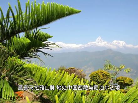 世界十大高峰 1. 珠穆朗玛峰,海拔8848.86米,属喜马拉雅山脉,跨中尼边境。2020年中尼联测最新高度,藏语意为“第三女神”,尼泊尔称萨加玛塔峰,为世界之巅。
2. 乔戈里峰(K2),海拔8611米,属喀喇昆仑山脉,跨中巴边境。攀登死亡率极高,称“野蛮巨峰”,是前十中唯一非喜马拉雅山脉山峰。
3. 干城章嘉峰,海拔8586米,属喜马拉雅山脉,跨印尼边境。意为“五座白雪宝藏”,由五峰组成。
4. 洛子峰,海拔8516米,属喜马拉雅山脉,跨中尼边境。为珠峰“姊妹峰”,东连珠峰、西邻卓奥友峰。
5. 马卡鲁峰,海拔8485米,属喜马拉雅山脉,跨中尼边境。形似金字塔,陡峭多雪,攀登难度极高。
6. 卓奥友峰,海拔8201米,属喜马拉雅山脉,跨中尼边境。藏语意为“首席尊师”,是前十中较易攀登的8000米级山峰。
7. 道拉吉里峰,海拔8167米,属喜马拉雅山脉,位于尼泊尔。意为“白色的山”,险恶多雪崩,称“魔鬼峰”。
8. 马纳斯卢峰,海拔8163米,属喜马拉雅山脉,位于尼泊尔。藏语意为“精神之山”,1956年首登,有“山中之山”美誉。
9. 南迦帕尔巴特峰,海拔8125米,属喜马拉雅山脉,位于巴基斯坦。绰号“杀人峰”,死亡率曾达32%,岩壁陡峭、天气恶劣。
10. 安纳布尔纳峰(Annapurna I),海拔8091米,属喜马拉雅山脉,位于尼泊尔。1950年首登8000米级山峰,多雪崩,死亡率约32%。