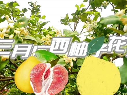 三月广西柚子花开,一朵朵像大蝌蚪一样垂头待放,花朵盛放迎丰年 #应季水果 #水果 #蜜柚 #柚子 #柚子花开