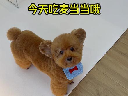 今天吃麦当当早餐~
#早餐吃什么 #日常分享