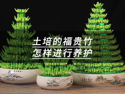 土培的福贵竹怎样进行养护#富贵竹 #养花小知识 #花卉绿植 #爱生活爱养花 #盆栽 @抖音小助手