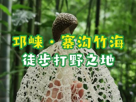 在寨沟竹海,听取风声一片~ #户外徒步登山 #邛崃寨沟竹海 #徒步路线推荐 #享受大自然 #竹林美景