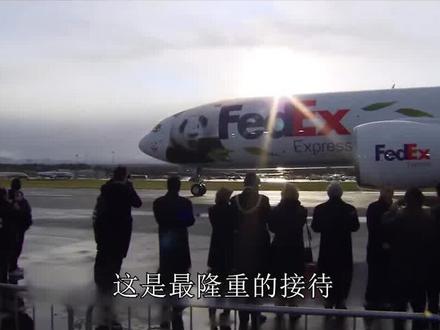 国宝熊猫被隆重接待,空运土壤百万保险,英国高层亲自迎接 #神奇动物在抖音 #动物世界 #dou是好剧安利官