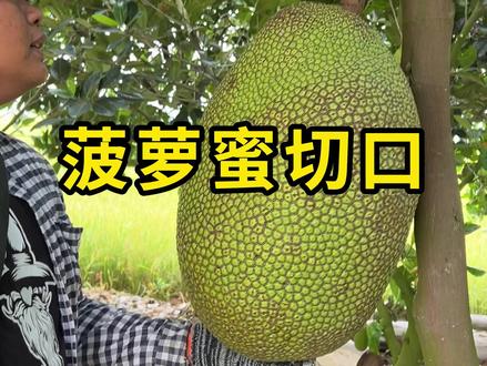 菠萝蜜切口,用来判断质量好坏! #菠萝蜜切口 #科普 #涨知识