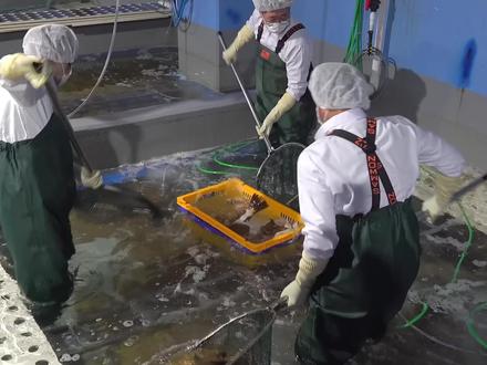 全自动杀鱼机3秒杀鱼,每年1400亿韩国最顶级水产加工工厂 ⚡ 3秒速杀,工业效率天花板!
独家揭秘工厂自主研发的全自动比目鱼切割机,实现 3秒去头、去尾、去内脏的惊人速度,比人工快 32 倍!
🧊 极致保鲜黑科技!
活鱼上岸后必须经历的冰浴“休眠”术,最大限度减少鱼肉压力,保证生鱼片 Q弹到极致的口感!
深度解析MAP气调保鲜技术,如何通过充入惰性气体,让比目鱼生鱼片的新鲜度从韩国一路保鲜到你家!
🍣 从工厂到米其林级别!
直击工人精修血合肉的细节,揭秘工厂如何达到生食安全最高标准。
探访联名产品 “寿司Koji”熟成比目鱼片,看自动化如何融合日式盐渍熟成工艺,将**深度鲜味(Umami)**带入即食餐包!
💰 隐藏的经济学!
高精度的自动化切割,如何将比目鱼的出肉率提升至行业领先水平,创造每年超 1400亿韩元的巨大价值!
#韩国美食 #海鲜工厂 #海鲜原产地 #杀鱼机 #大鹏和你看世界美食