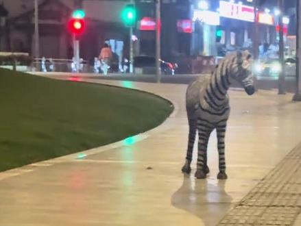 重庆人不语只是一味寻找斑马!重庆搬马诞生一天就陨落了 #重庆 #斑马 #搬马