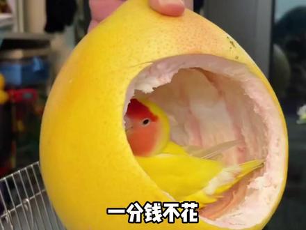 教你在家制作鹦鹉玩具 #养鹦鹉 #鹦鹉解闷玩具