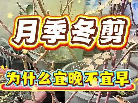 月季要想春天开爆花,冬剪一定要注意 月季要想春天开爆花,做好冬季修剪是关键。
要点:冬剪宜晚不宜早,藤本型月季和灌木型月季修剪方式不同#月季 #花园 #月季养护 #养花 #花卉绿植