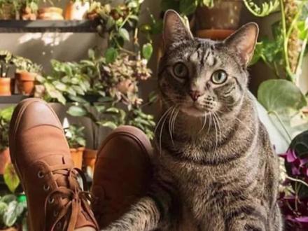 不要轻视,室内常养的植物原来有剧毒,宝妈铲屎官预定要注意了 #绿植花卉 #盆栽绿植