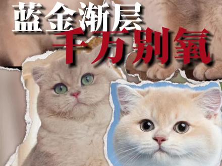 千万别养蓝金渐层!#蓝金 #蓝金渐层 #蓝金渐层英短 #蓝金渐层猫多少钱一只 #蓝金渐层猫
