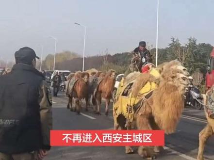 《东天山来的骆驼队》 东天山骆驼队将改道绕行西安市,从渭南进入河南洛阳。#东天山来的骆驼队#重走古丝绸之路到达河南洛#新疆哈密
