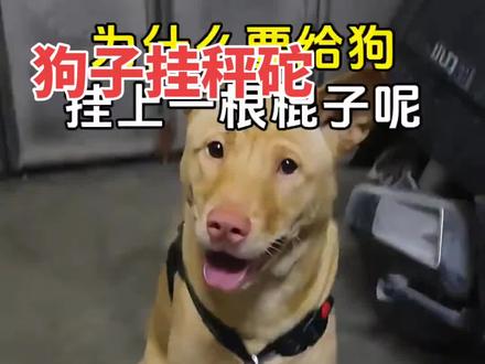 那些个,绑腿的马,拴绳的猫,挂秤砣的狗,坐在讲台边的同学都不是什么省油的灯😂😂😂经典!#路狗 #搞笑小狗视频 #狗子搞笑视频 #搞笑dog