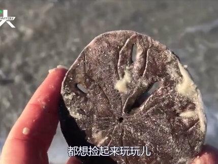 美国俄勒冈州,成千上万沙币被冲上海滩,官方发警告:不要随便捡