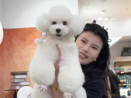 我家铁锤王都已经很久没有打理过了,借一对一水母头的示范,一剪子给我们铁锤王年轻5岁!一起来看看有没有爆改成功吧#宠物 #宠物美容 #宠物美容培训 #宠物美容培训学校#泰迪