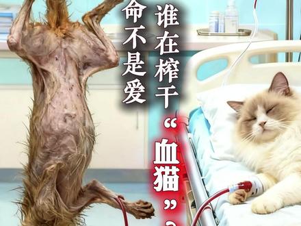 “一命换一命不是爱”, 谁在榨干“血猫”? #血猫背后的猫狗输血之困#广州动物血库黑幕遭曝光 #热点 #宠物