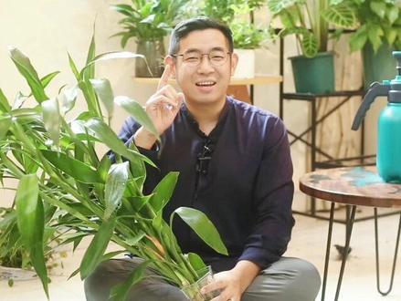 富贵竹怎么养? 园艺师教你,富贵竹的详细养护技巧#养花