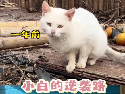 小白从害怕胆小到如今的社牛猫 @珀慕 #珀慕 #珀慕小酥肉 #五月妈上央视了 #流浪猫