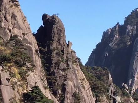 黄山奇松与怪石的完美结合!#旅行推荐官 #旅行 #黄山 #神奇的大自然