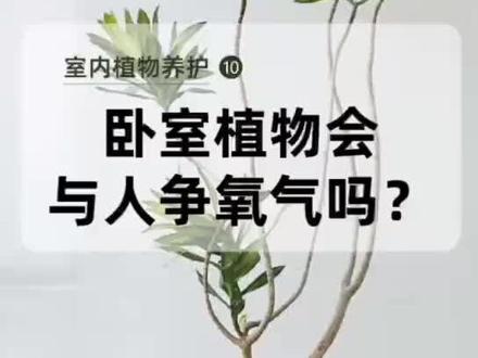 #花卉绿植 养护技巧培训课程分享10:卧室植物会与人争氧气吗?#原创 #科普 #三农 #好物推荐 @抖音小助手 @DOU+小助手
