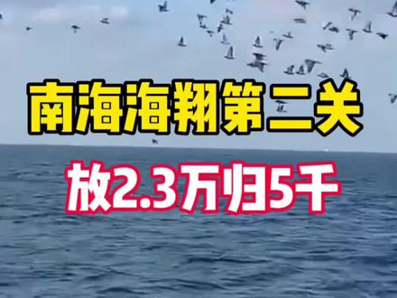 2023南海海翔第二关,放2.3万归巢5千多羽。#信鸽 #职业赛鸽#养鸽人 #鸽子 #台湾海翔赛鸽