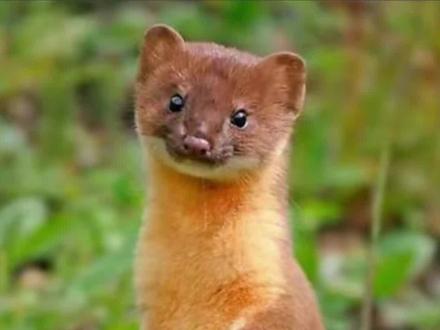 黄鼠狼讨口封#民间传说