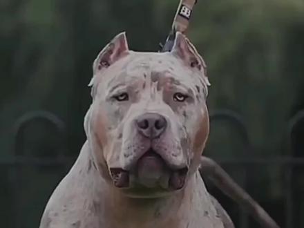 分享一些霸气十足的猛犬,有你喜欢的吗#猛犬 #护卫犬 #科普