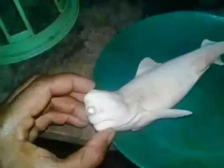 独眼鲨鱼?! 真的存在