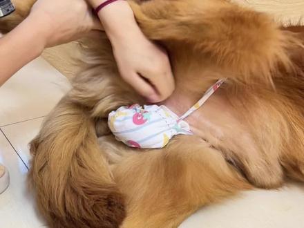 大齐🥚包教程来啦#金毛大齐 #金毛 #萌宠出道计划