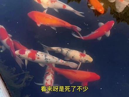 锦鲤三年定型,这也是为什么会有那么多老头鱼? #锦鲤鱼池 #锦鲤