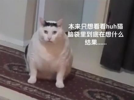 原来huh猫也~#百万转场 #huh猫表情包 #原神
