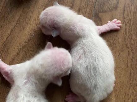 报告!金渐层虎斑(狸花猫)和布偶串串现在好像穿了两个布偶!我再养养看!