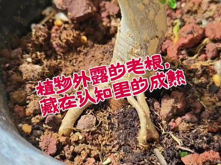 植物外露的老根,藏在认知里的成熟