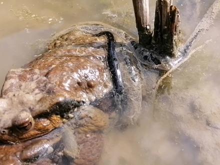 癞蛤蟆田间产卵数十米,旁边还有大蛤蟆守护,围观一定要注意安全