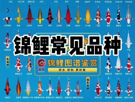 锦鲤常见品种有哪些#锦鲤 #观赏鱼 #锦鲤品种